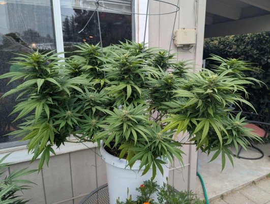 ive-got-yellowing-leaves-please-advise-6.jpeg