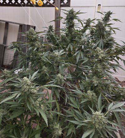 2025 outdoor grows! Let’s see em!