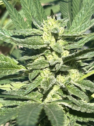 Defective’s backyard socal grow 🌱🌞🌲🔥