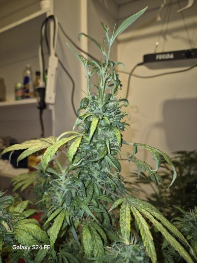 What is causing my plant to grow New Leads right before Harvest