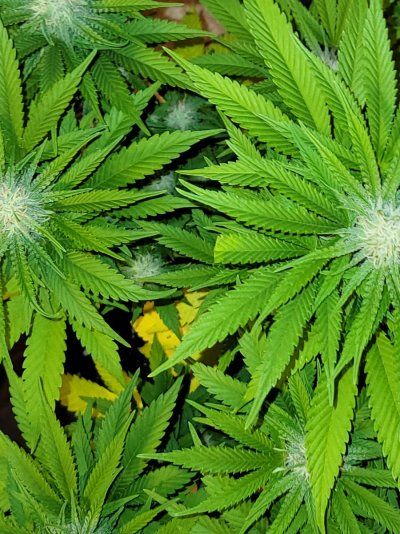 My grow with humboldt countys own nutrients