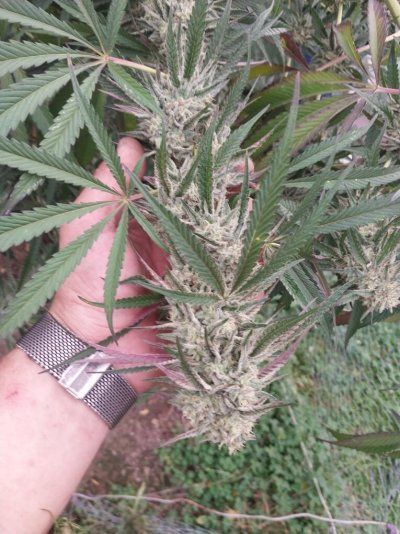 Unknown cannabis strain grow progress