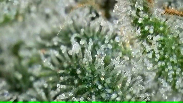 2x2 RDWC #4: Test with Bag Seed