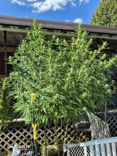 What is causing my plant to grow New Leads right before Harvest