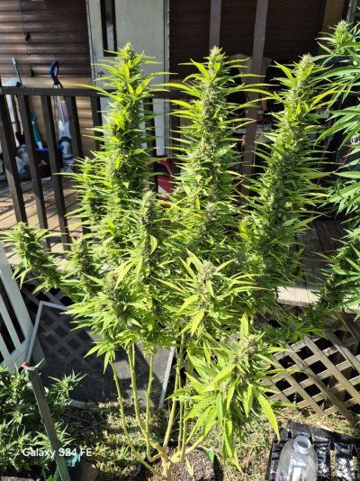 What is causing my plant to grow New Leads right before Harvest