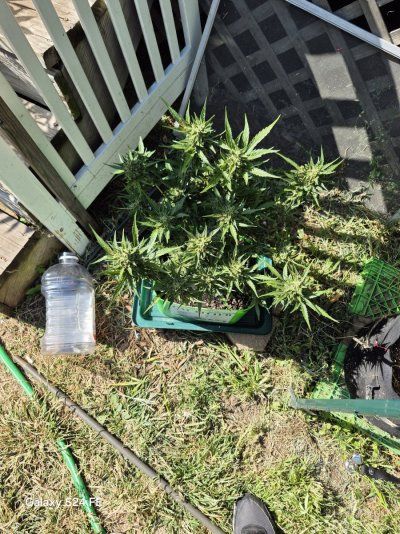 What is causing my plant to grow New Leads right before Harvest