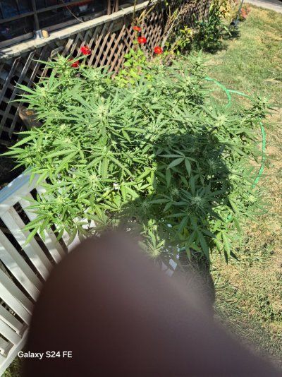 What is causing my plant to grow New Leads right before Harvest