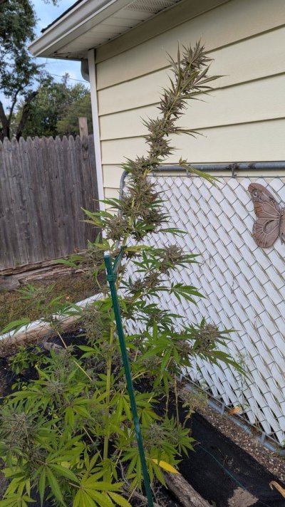 new-grower-from-upper-midwest-us.jpg