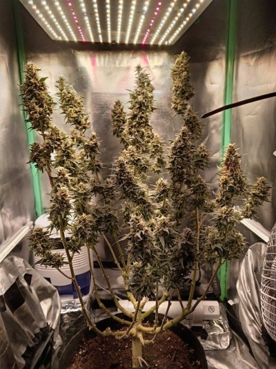 how-close-to-harvest-would-you-say.jpg