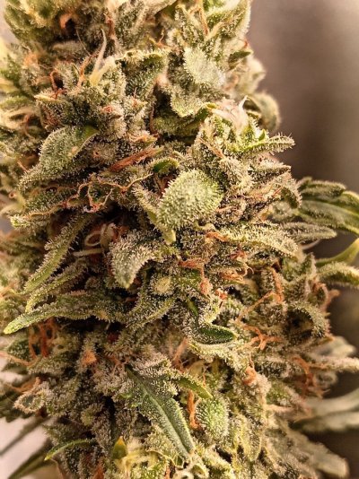 how-close-to-harvest-would-you-say-4.jpg