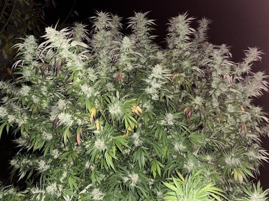 2025 outdoor grows! Let’s see em!