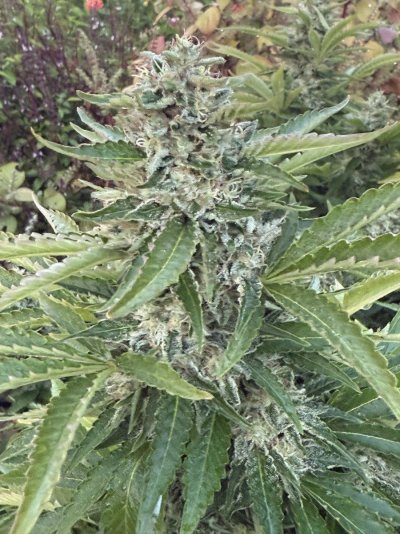 2025 outdoor grows! Let’s see em!