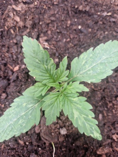 1st-grow-worried-about-leaves.jpeg