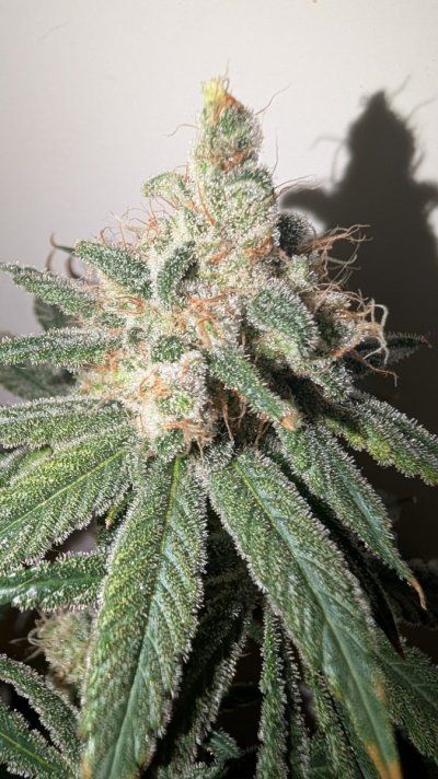 2x2 RDWC #4: Test with Bag Seed