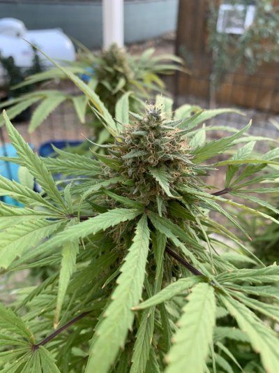 TGR’s High Elevation Grow Journey