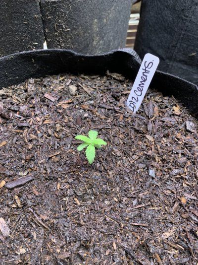 TGR’s High Elevation Grow Journey