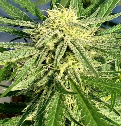 Let's See Your Frostiest Flowers