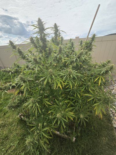 2025 outdoor grows! Let’s see em!