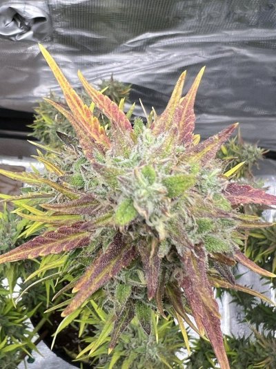 Any guesses on dry weight harvest
