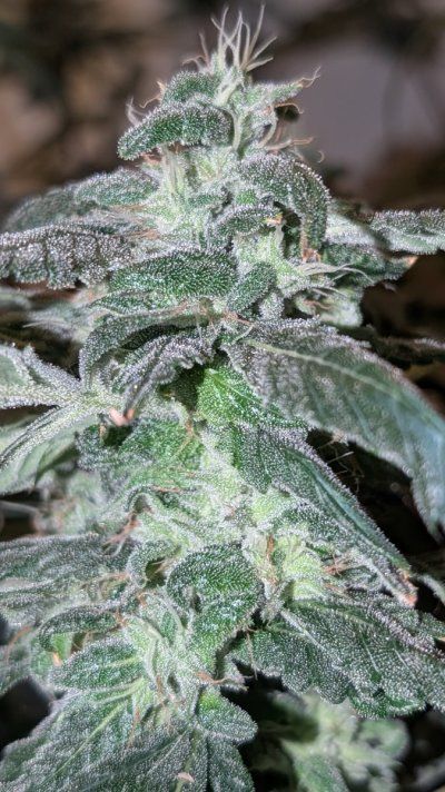 2x2 RDWC #4: Test with Bag Seed