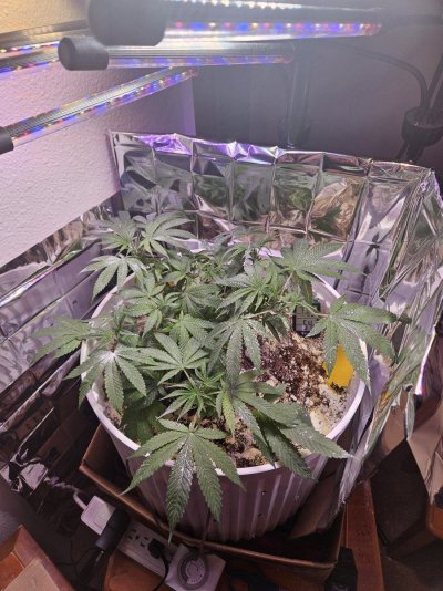 hey-all--new-to-grow-12.jpg