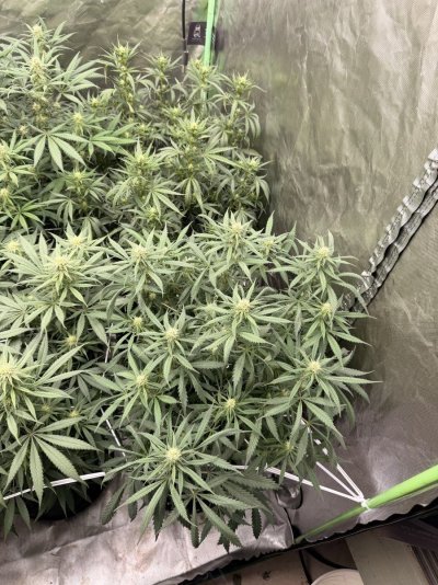 slow-developing-plants-with-downward-curling-leaves-2.jpeg