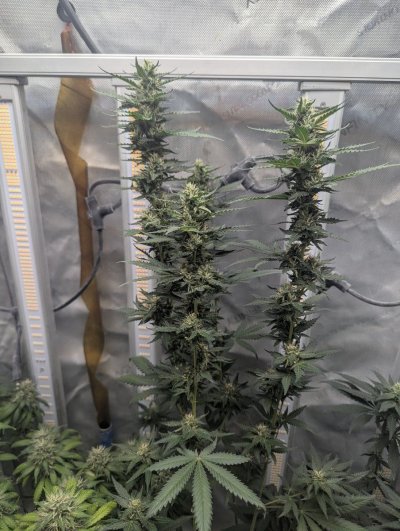 Let's see some current grows. Show your plants off a bit.