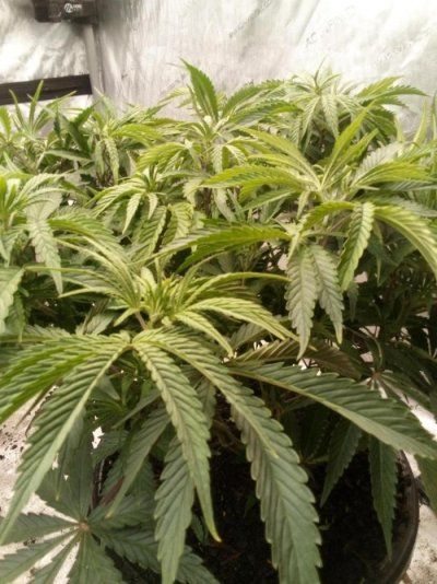 Sour Mac F1, Seddkeepers, Kiwi, Organic Grown.