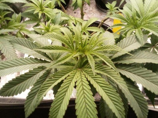 Blackberry Moonrocks, Alphafem Seeds, Kiwi, Organic, Grown!