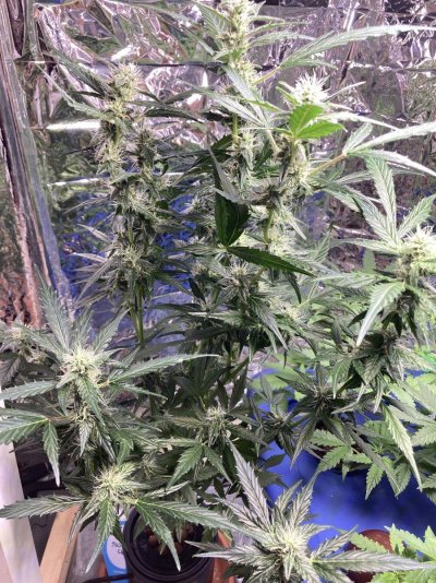 My ladies in hydro doing great!