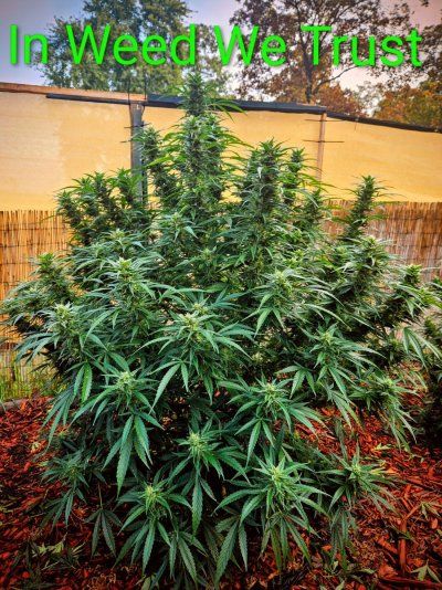 Let's see some current grows. Show your plants off a bit.