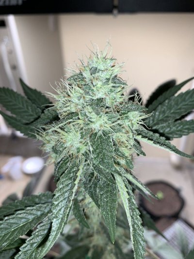 TGR’s High Elevation Grow Journey