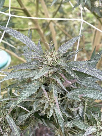 2025 outdoor grows! Let’s see em!