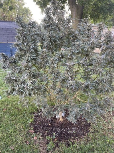 2025 outdoor grows! Let’s see em!