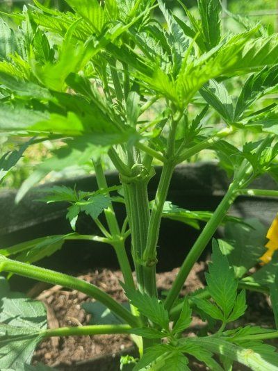 Sour Diesel Auto, Herbies Seeds