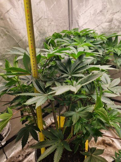 Zkittlez, Terphogs, Kiwi, Organic Grow.