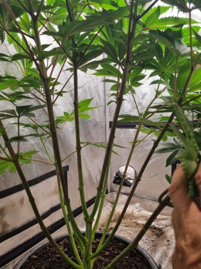 Zkittlez, Terphogs, Kiwi, Organic Grow.