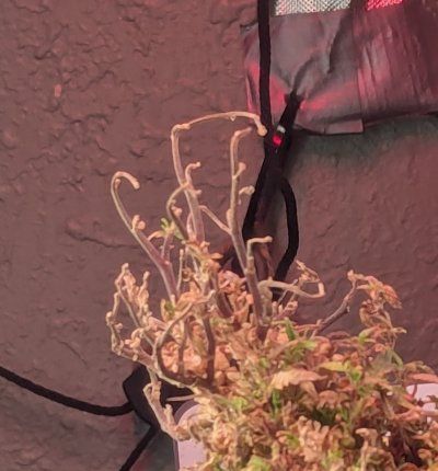 Hi there, new, showing off my plant