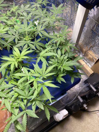 Looking for recommendations for next grow: variety pak