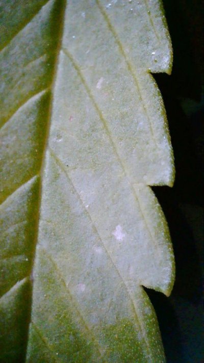 Powdery mildew or am I paranoid.