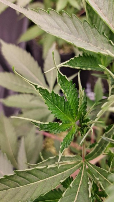 twisted-new-growth---reoccuring-issue-need-help-8.jpg
