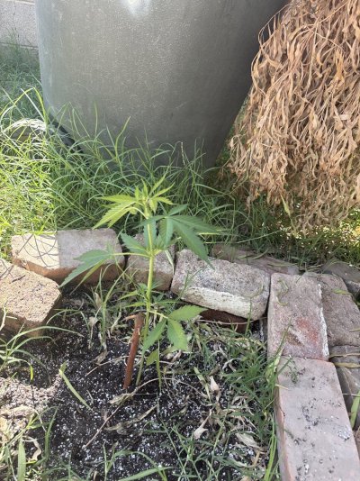 first-grow---plant-seems-to-be-getting-worse-2.jpeg