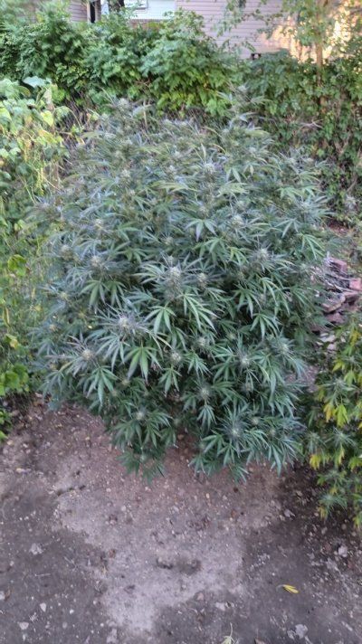 2025 outdoor grows! Let’s see em!
