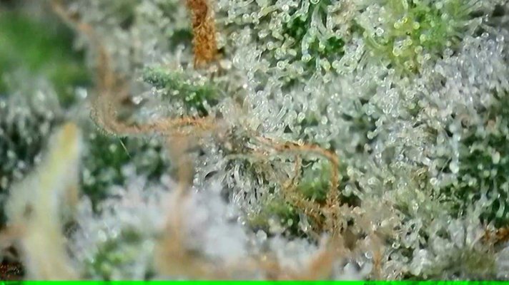 2x2 RDWC #4: Test with Bag Seed