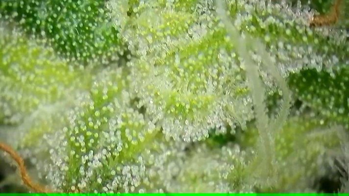 2x2 RDWC #4: Test with Bag Seed