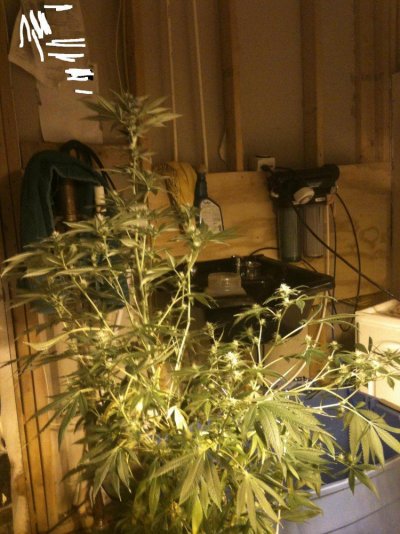 Organic original diesel
