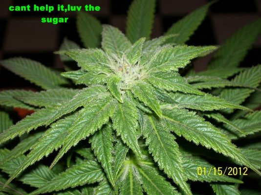 blueberry-diesel-pic-update1-15-12-5.jpg