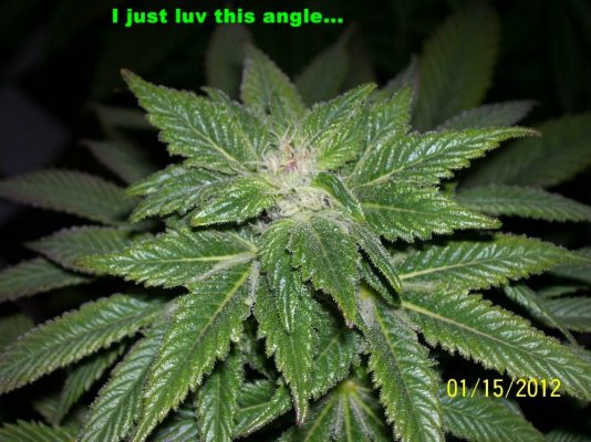 blueberry-diesel-pic-update1-15-12-7.jpg