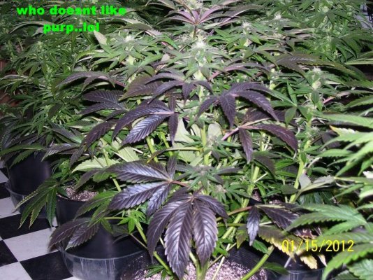 blueberry-diesel-pic-update1-15-12-9.jpg