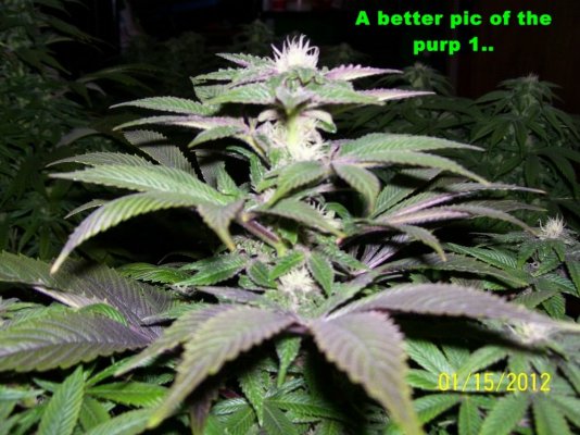 blueberry-diesel-pic-update1-15-12-10.jpg